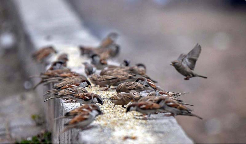 A view of sparrows picking food from wall
