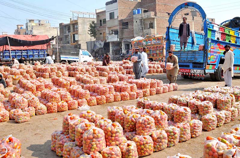 Labourers are busy unloading fresh tomatoes from deliver truck at a local wholesale vegetable market